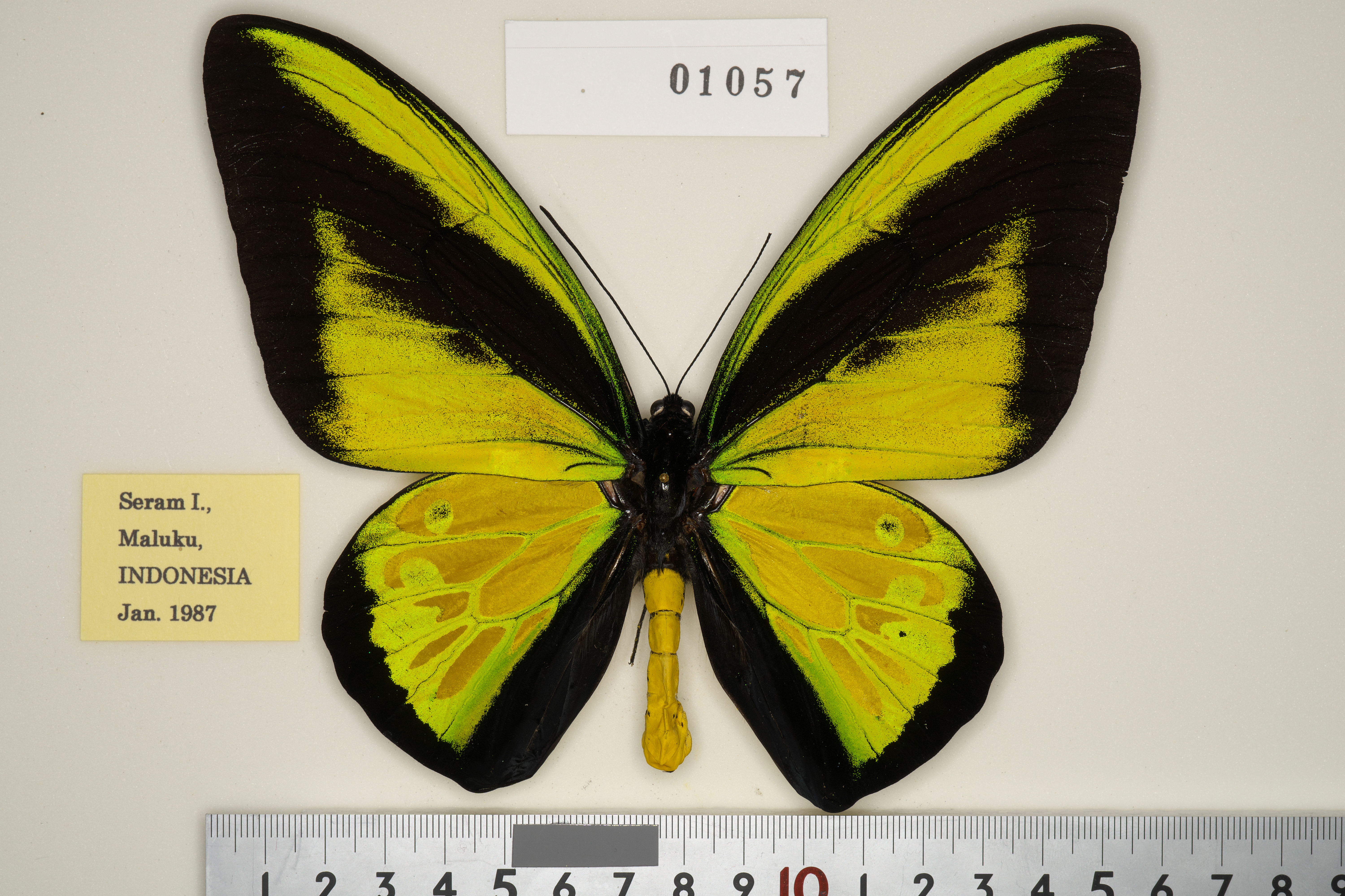 ゴライアストリバネアゲハ　美麗種　ペア 西パプア ゴライアストリバネアゲハ 美麗種 ペア 西パプア - メルカリ